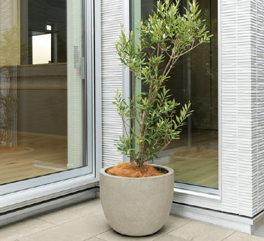 ゆとりの「モードライト【2024年版】」