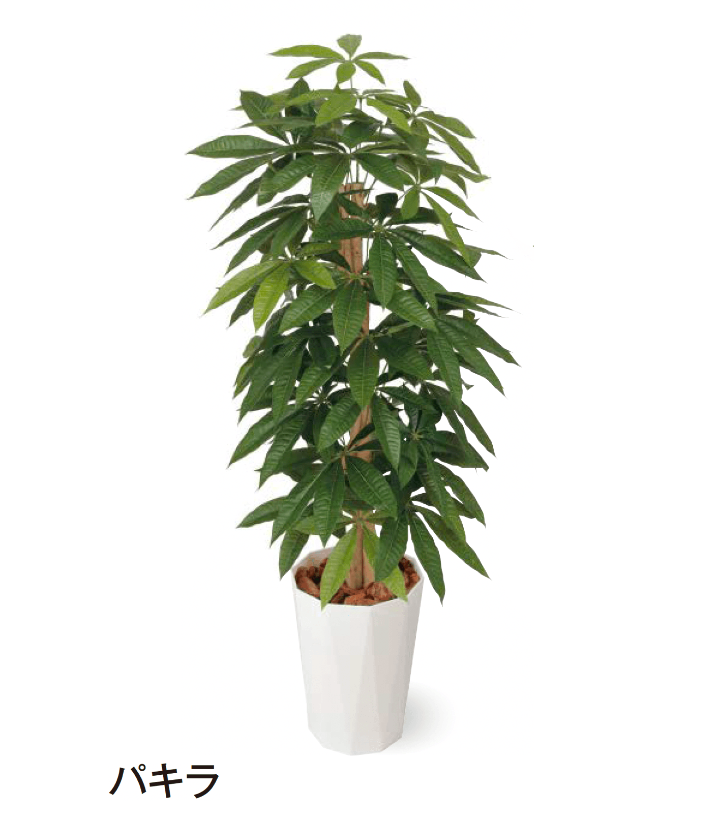 タカショーの「観葉植物」のサブ画像17