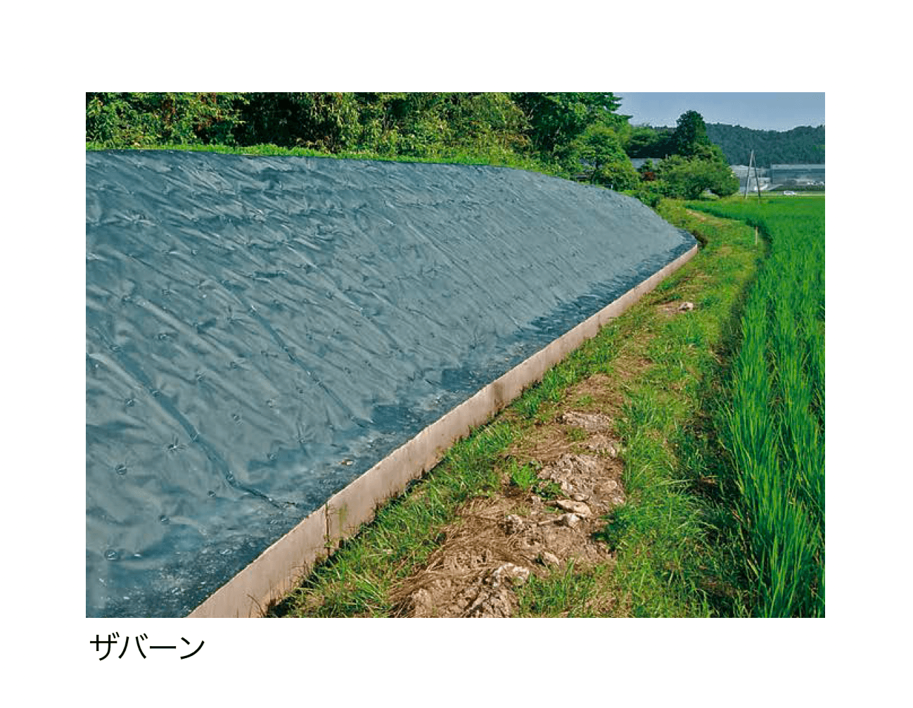 アイランドの「ザバーン&プランテックス」