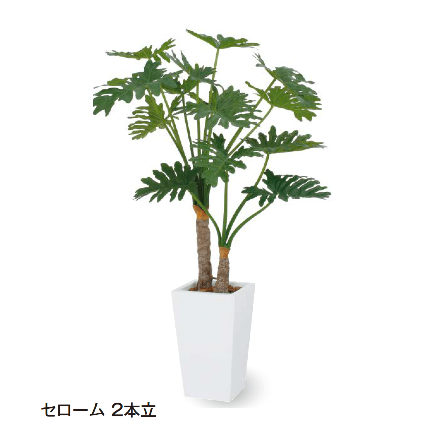 タカショーの「観葉植物」のサブ画像9