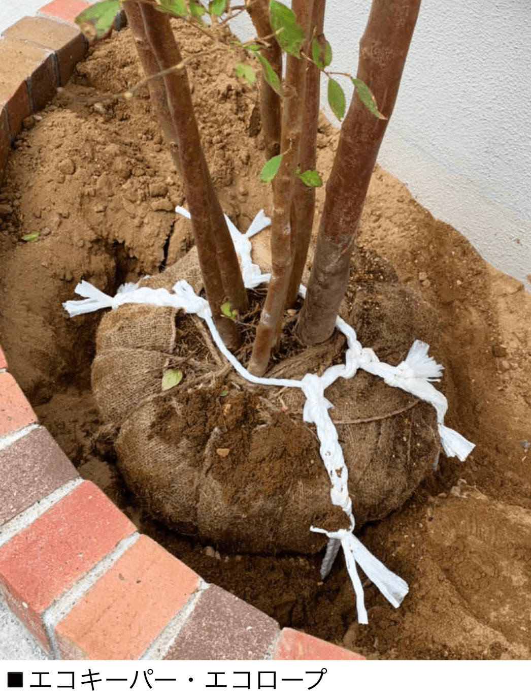 オンリーワンクラブの「樹木地下支柱」