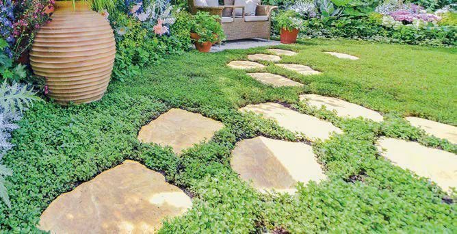 オンリーワンクラブの「マノアール・ステッピングストーン」