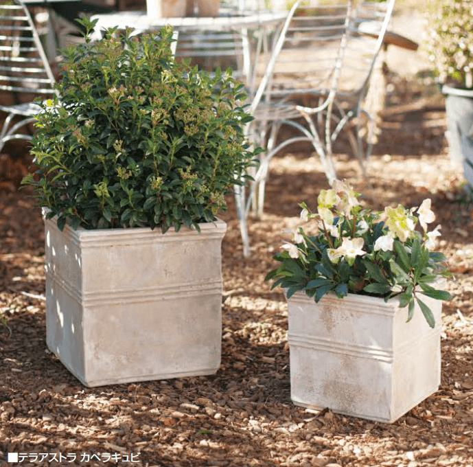 オンリーワンクラブの「テラアストラ【2023年版】」