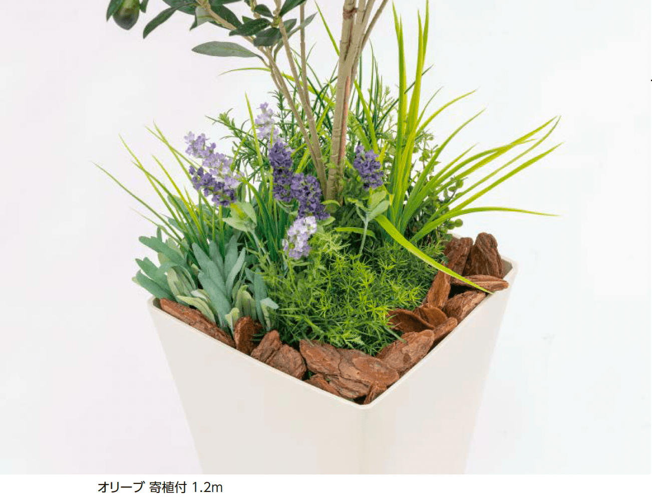 タカショーの「観葉植物【2024年版】」のサブ画像2