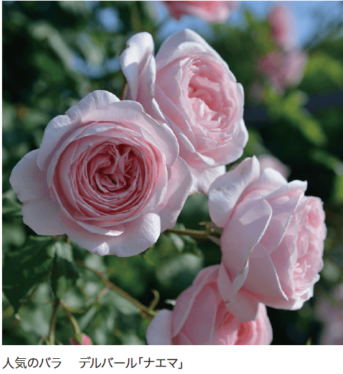 ゆとりの「腐植バチルス 土壌改良ミックス【2024年版】」のサブ画像1