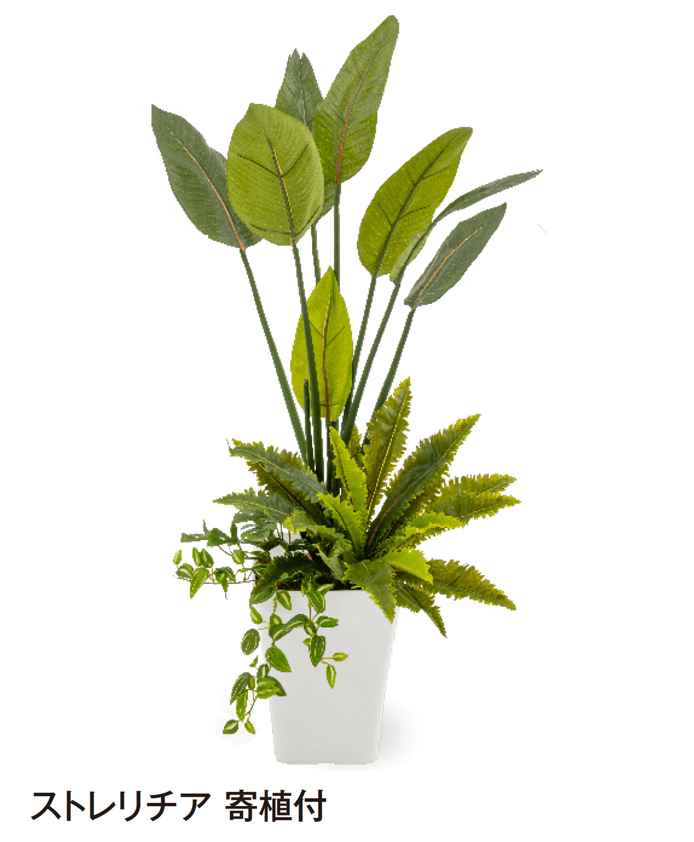 タカショーの「観葉植物」のサブ画像18