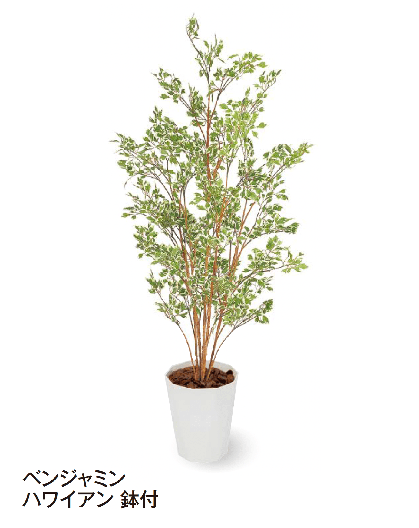 タカショーの「観葉植物」のサブ画像30