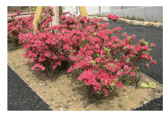 ゆとりの「アクシアペイブエッジ 【2022年版】」のサブ画像1