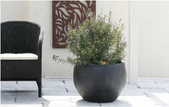 ゆとりの「ガーデンポット コカブ【2024年版】」