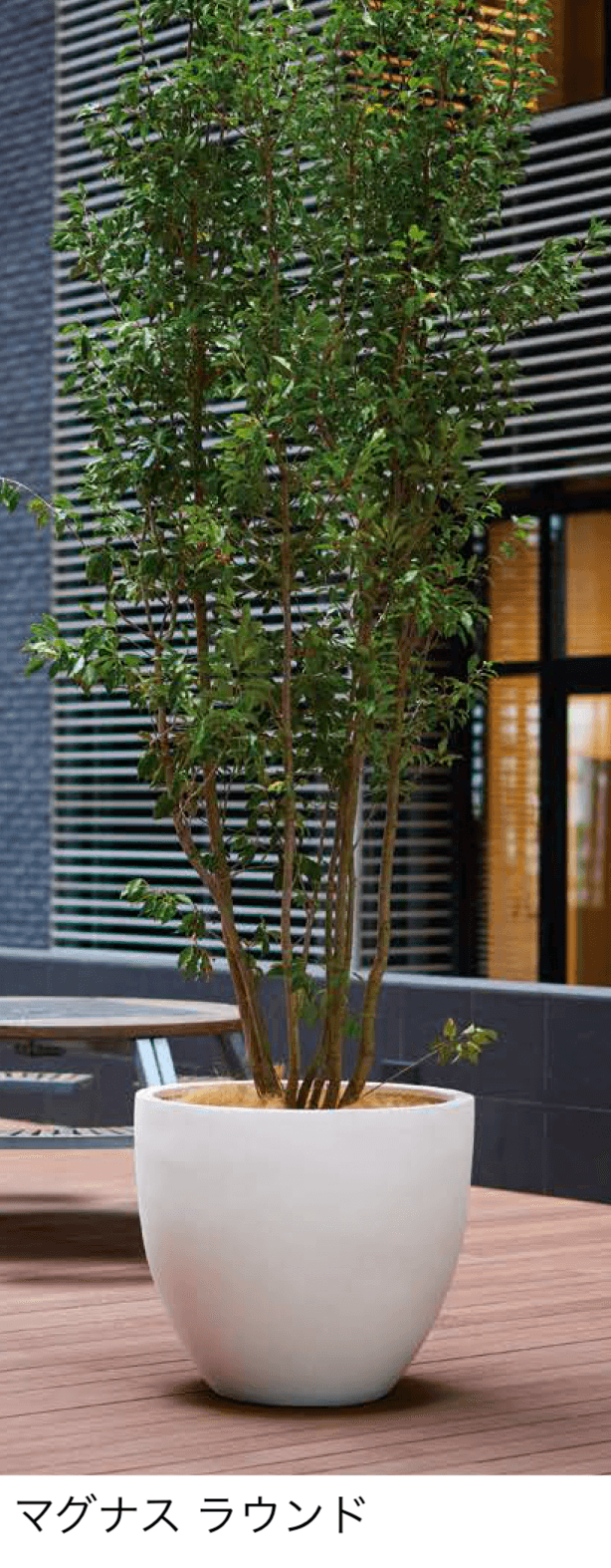 オンリーワンクラブの「マグナス」のサブ画像5