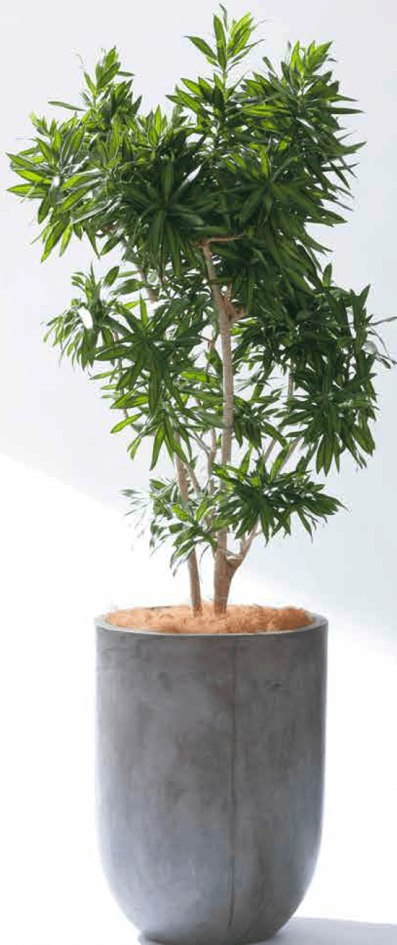 ゆとりの「サベリ」のサブ画像1