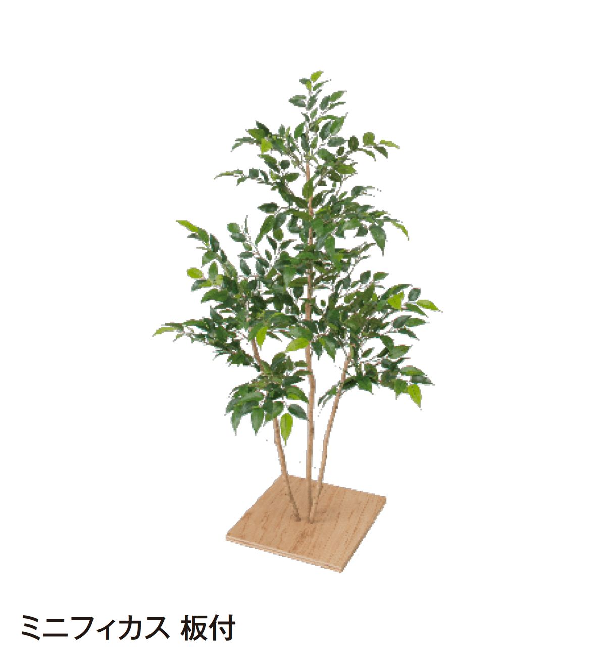 タカショーの「観葉植物」のサブ画像28