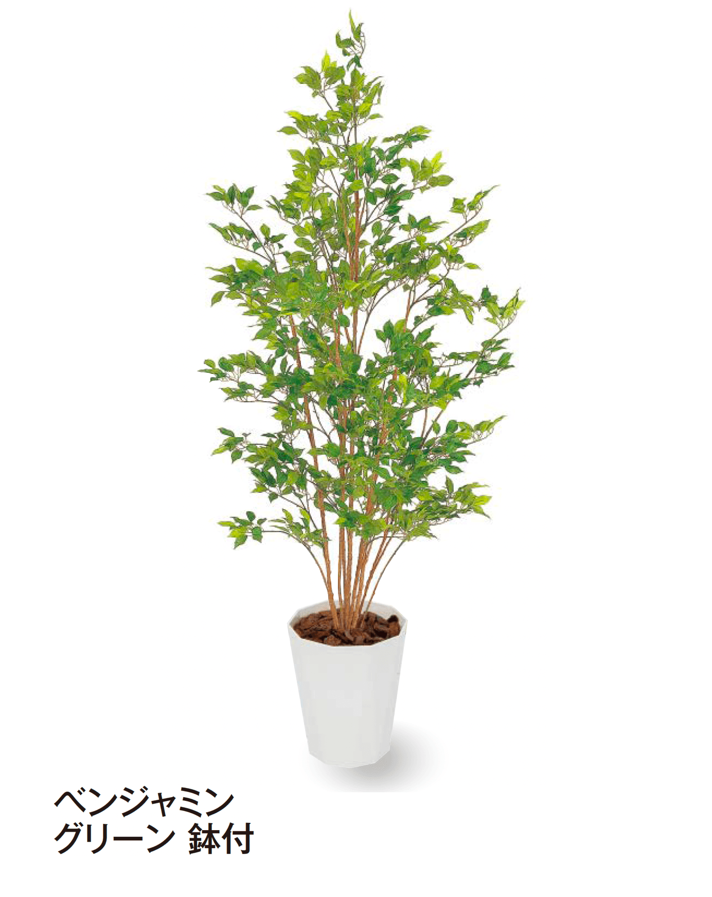 タカショーの「観葉植物」のサブ画像29