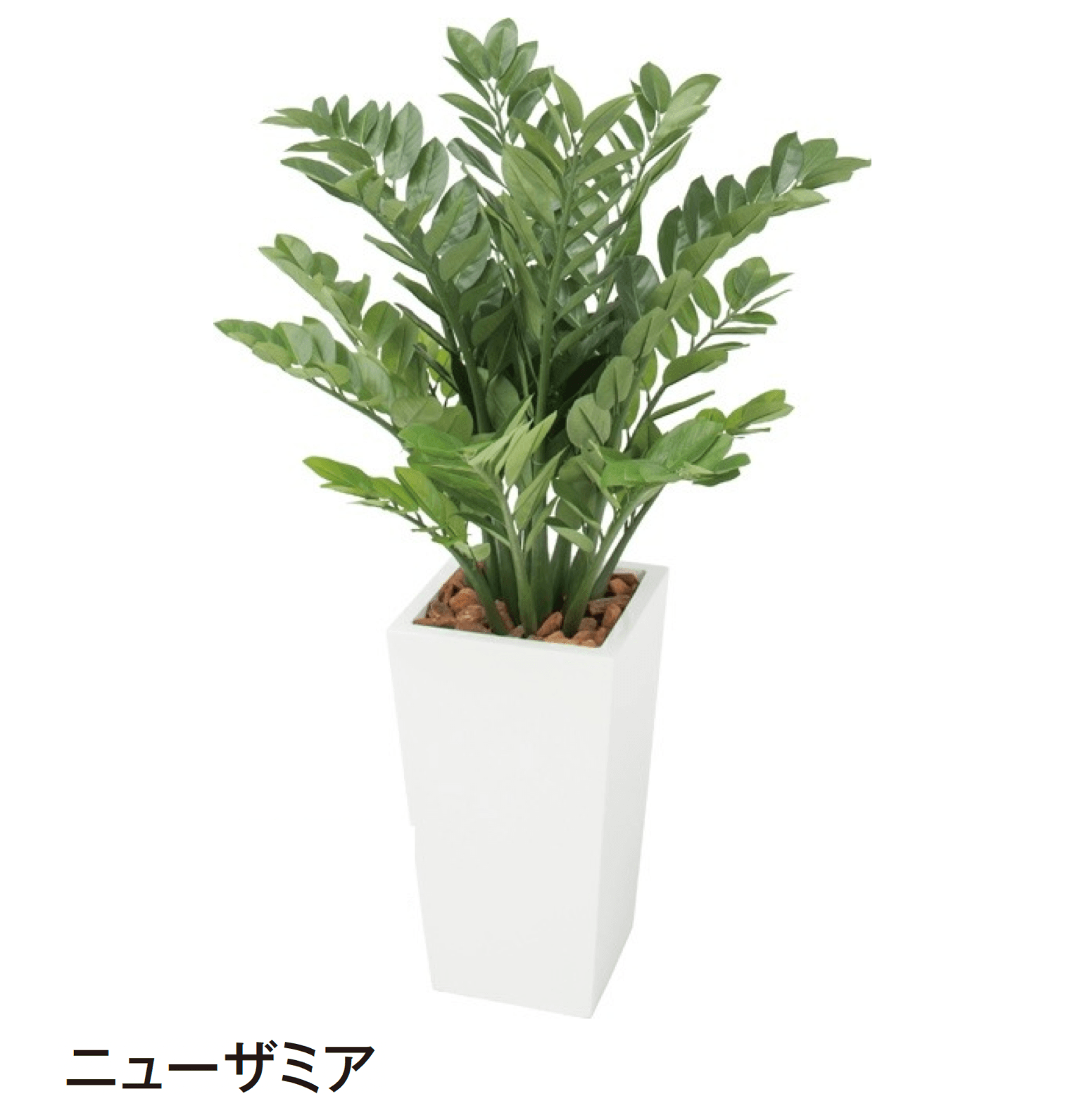 タカショーの「観葉植物」のサブ画像12