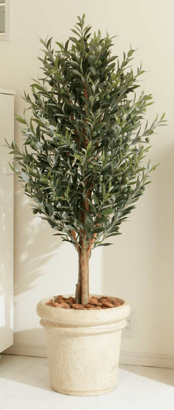 タカショーの「観葉植物【2024年版】」のサブ画像1