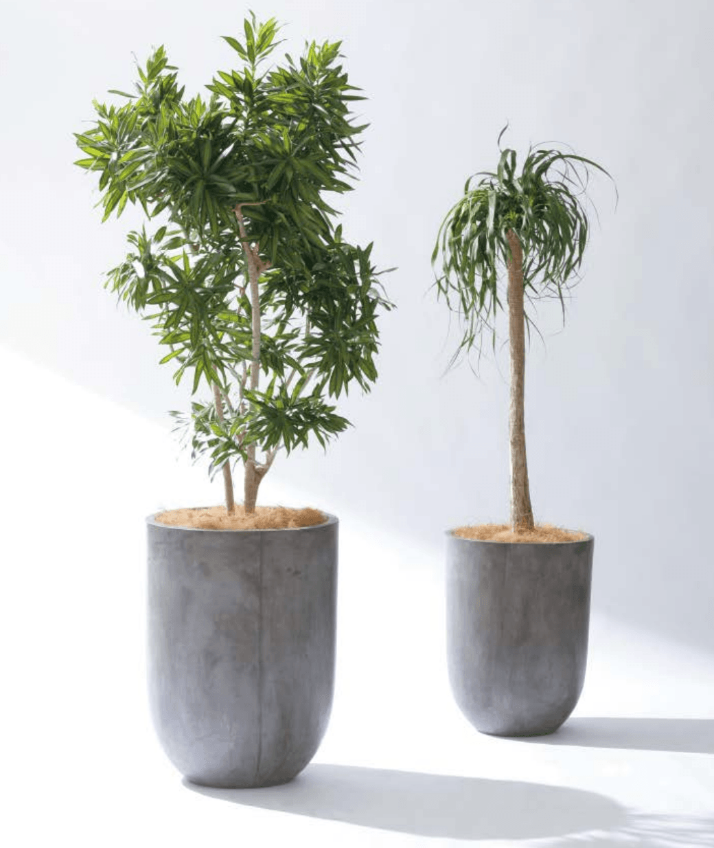 タカショーの「ループ【2025年版】」