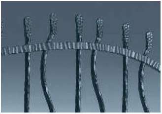 YKK APの「シャローネ シリーズ トラディシオン フェンス7型【2023年版】」のサブ画像2