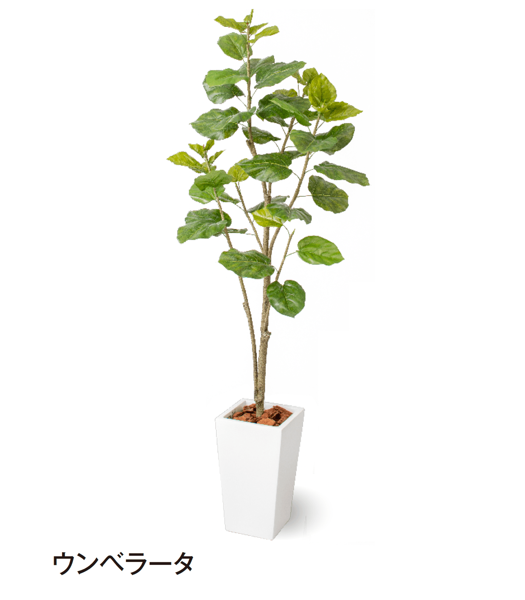 タカショーの「観葉植物」のサブ画像6