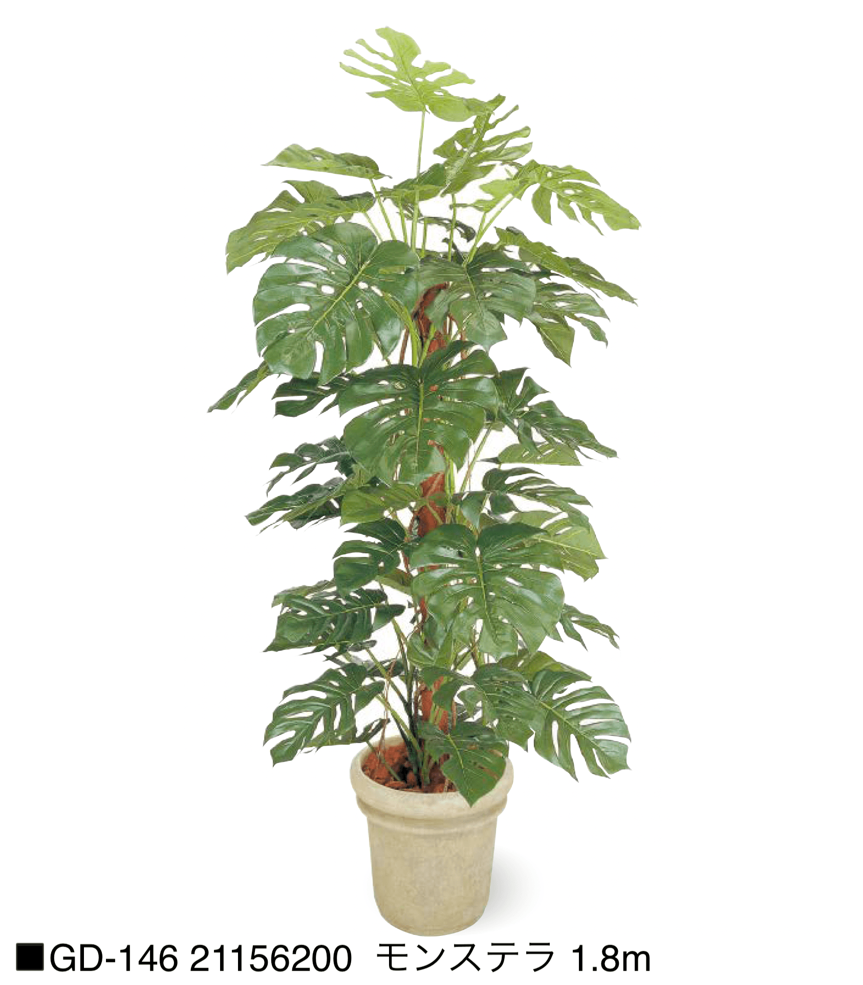 タカショーの「観葉植物【2025年版】」のサブ画像4