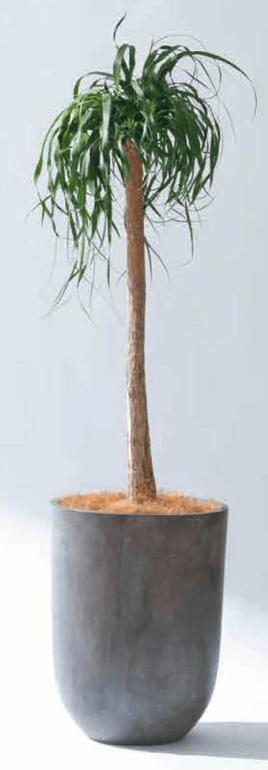 ゆとりの「サベリ」のサブ画像2