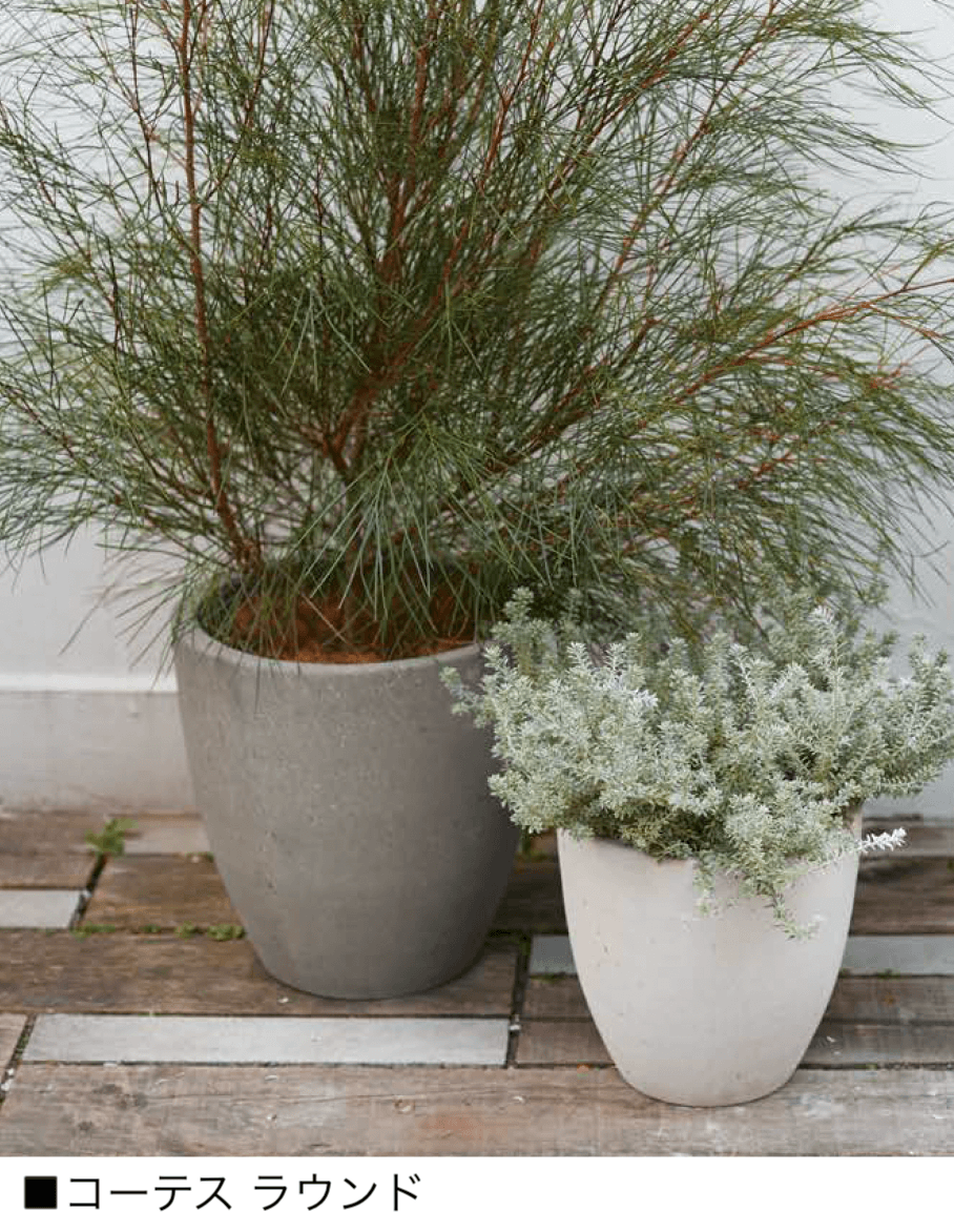 オンリーワンクラブの「コーテス」