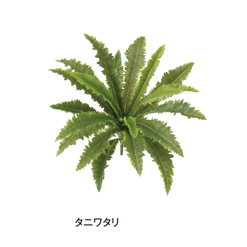 タカショーの「グランドカバー 下草」のサブ画像17