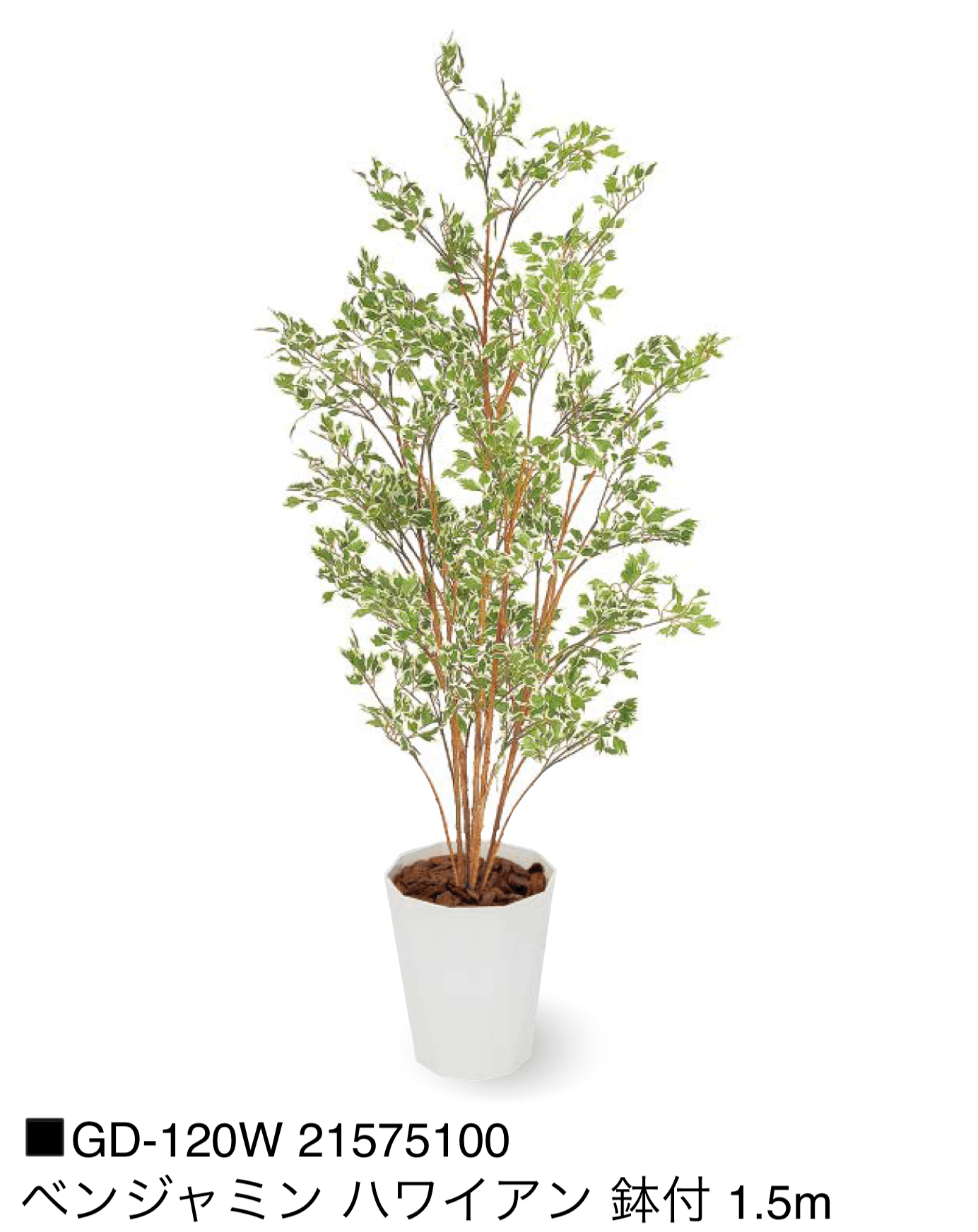 タカショーの「観葉植物【2025年版】」のサブ画像30