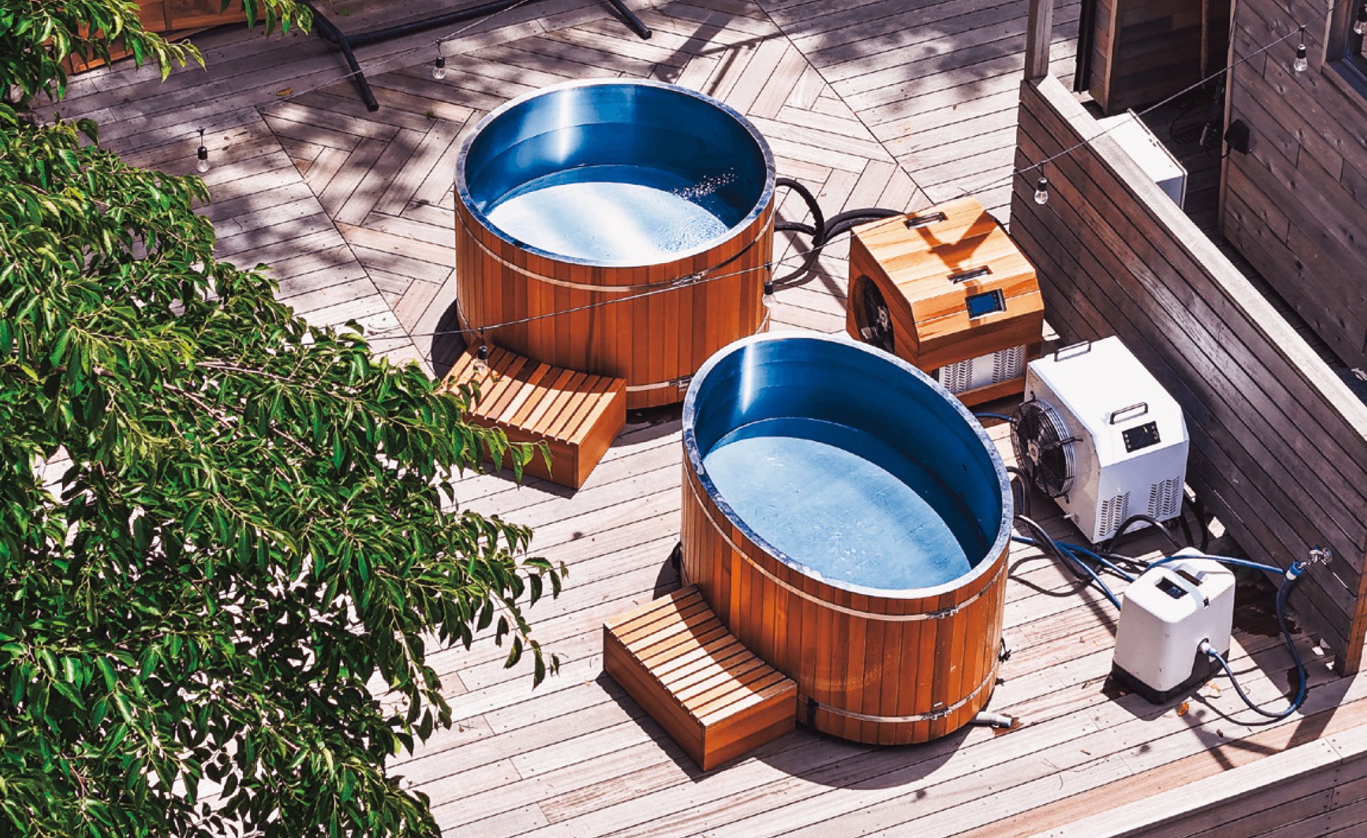 ギャザーの「ハゴロモ1」