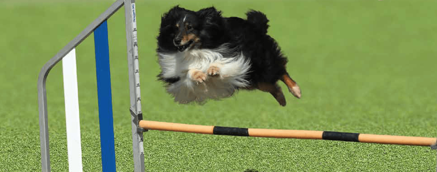 ゆとりの「ゆとりペット用人工芝【2023年版】」