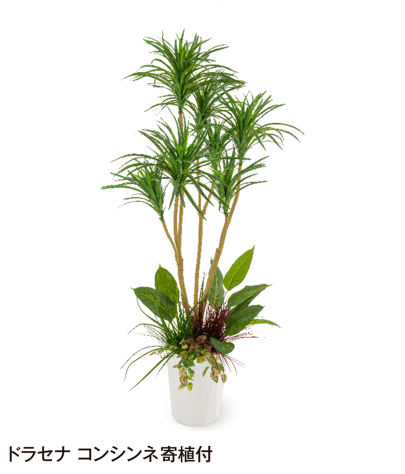 タカショーの「観葉植物」のサブ画像22