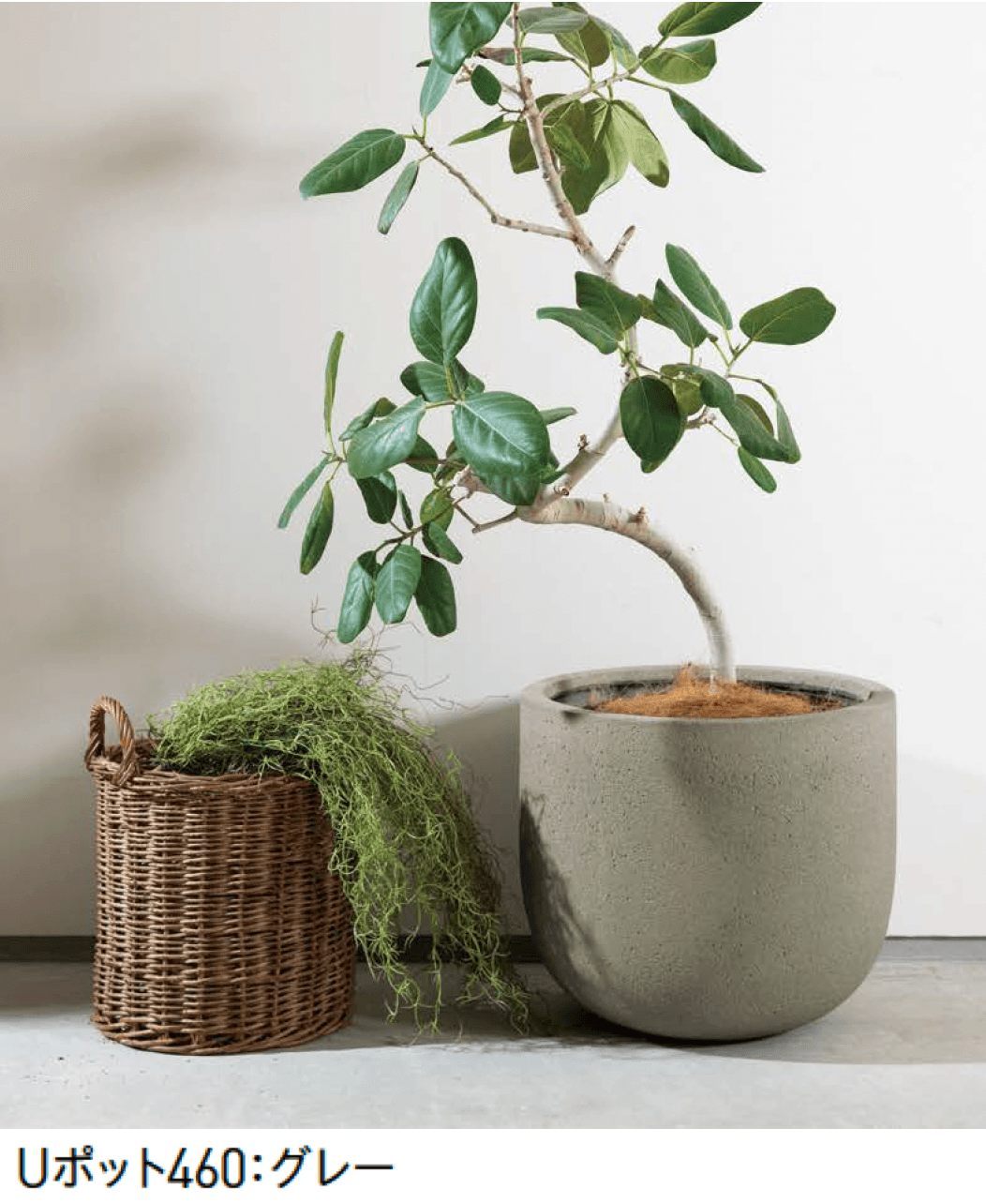 ユニソンの「コーディル」