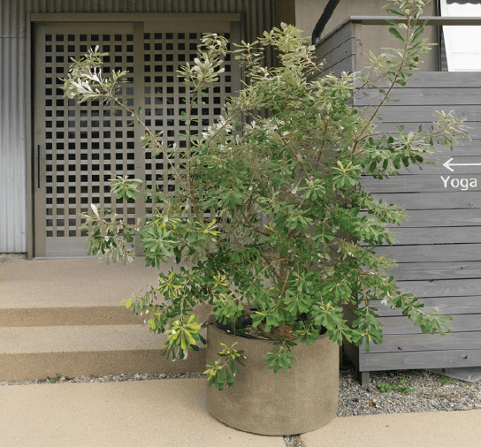 ゆとりの「グラナイト【2024年版】」