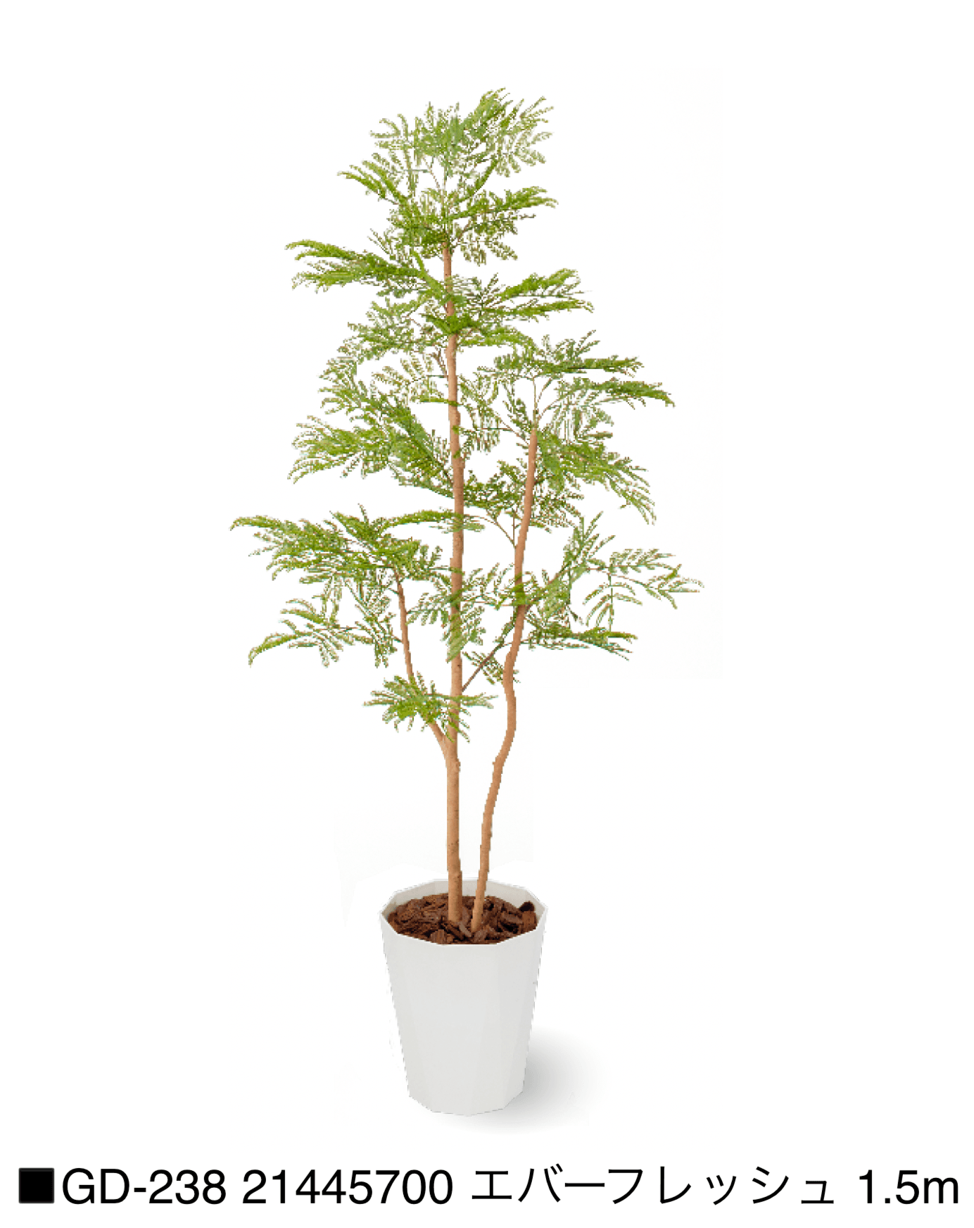 タカショーの「観葉植物【2025年版】」のサブ画像32