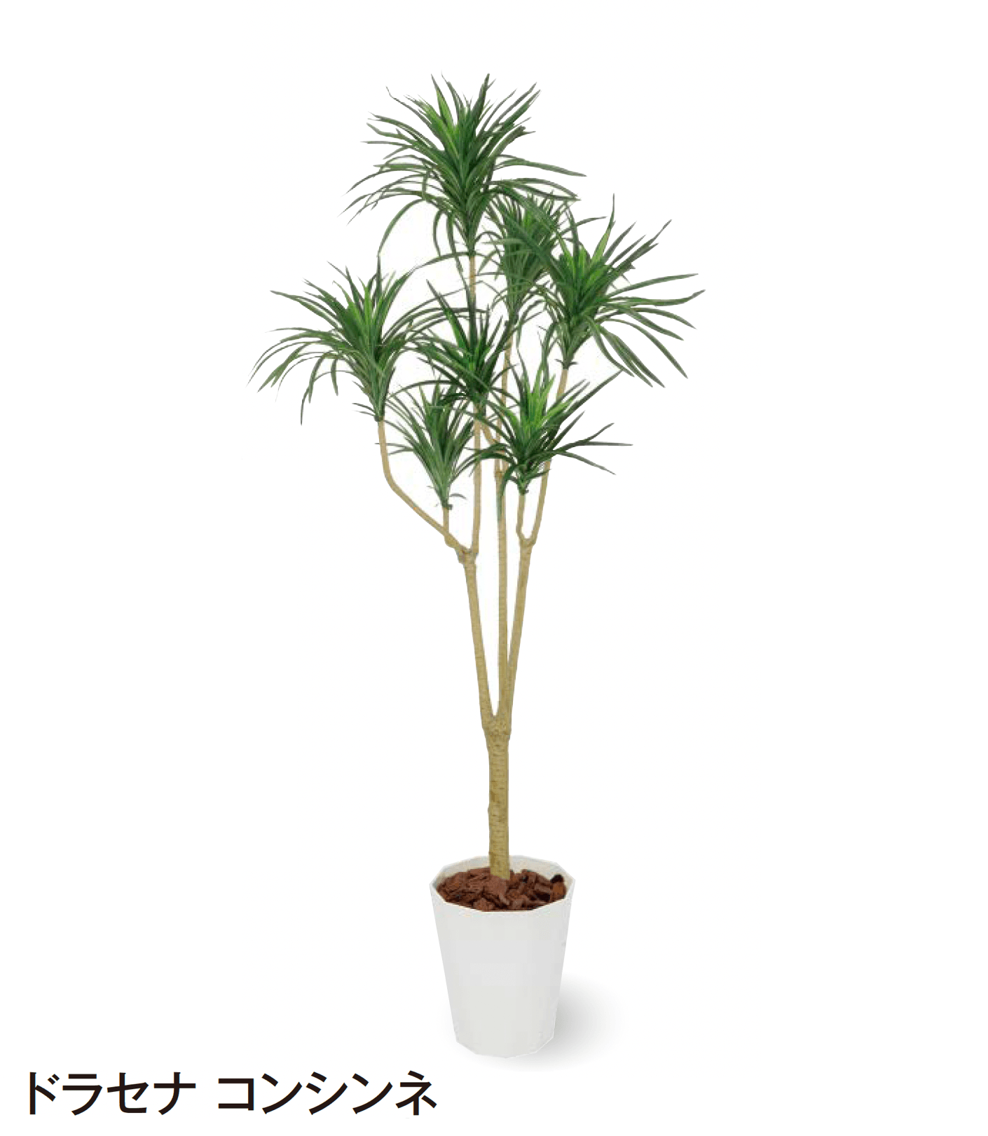 タカショーの「観葉植物」のサブ画像21