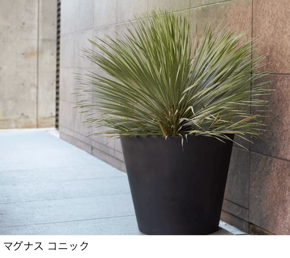 オンリーワンクラブの「マグナス」のサブ画像4