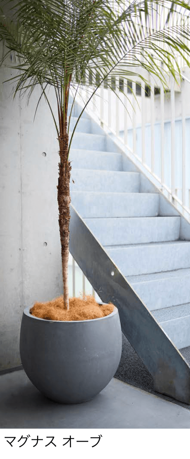 オンリーワンクラブの「マグナス」のサブ画像6