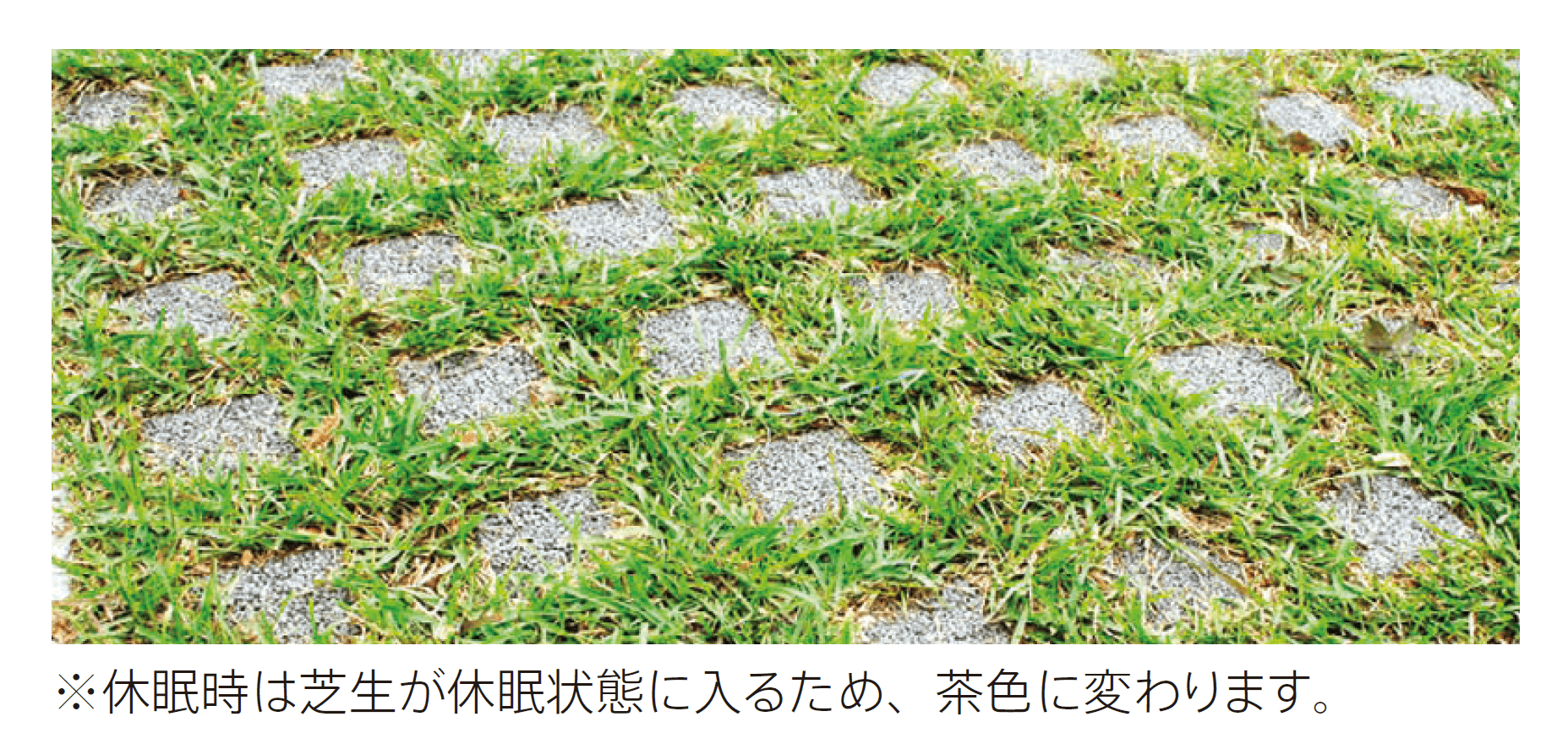 太陽エコブロックスの「芝⽣(緑化舗装用)【東日本】」