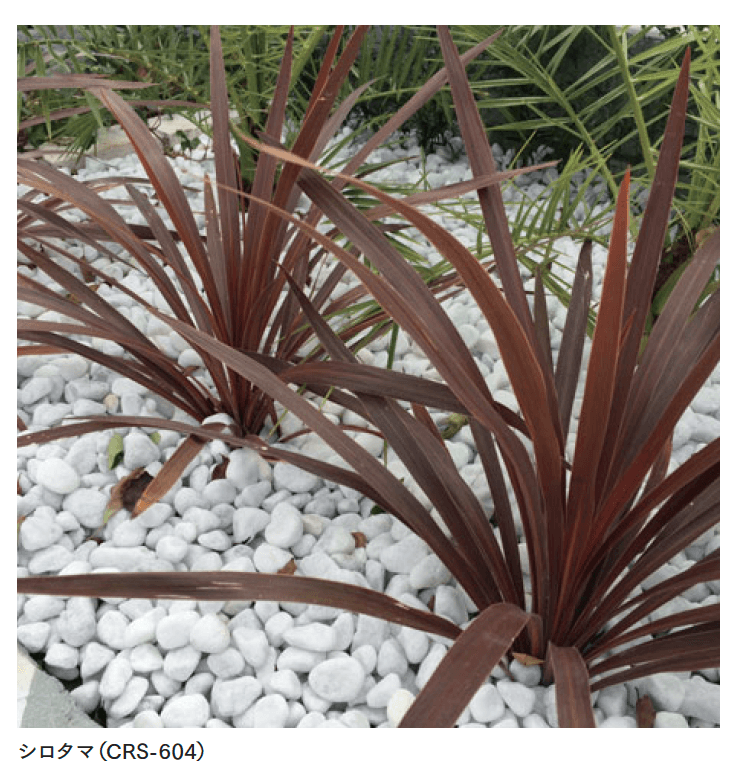 マチダコーポレーションの「クラシア【2024年版】」のサブ画像2