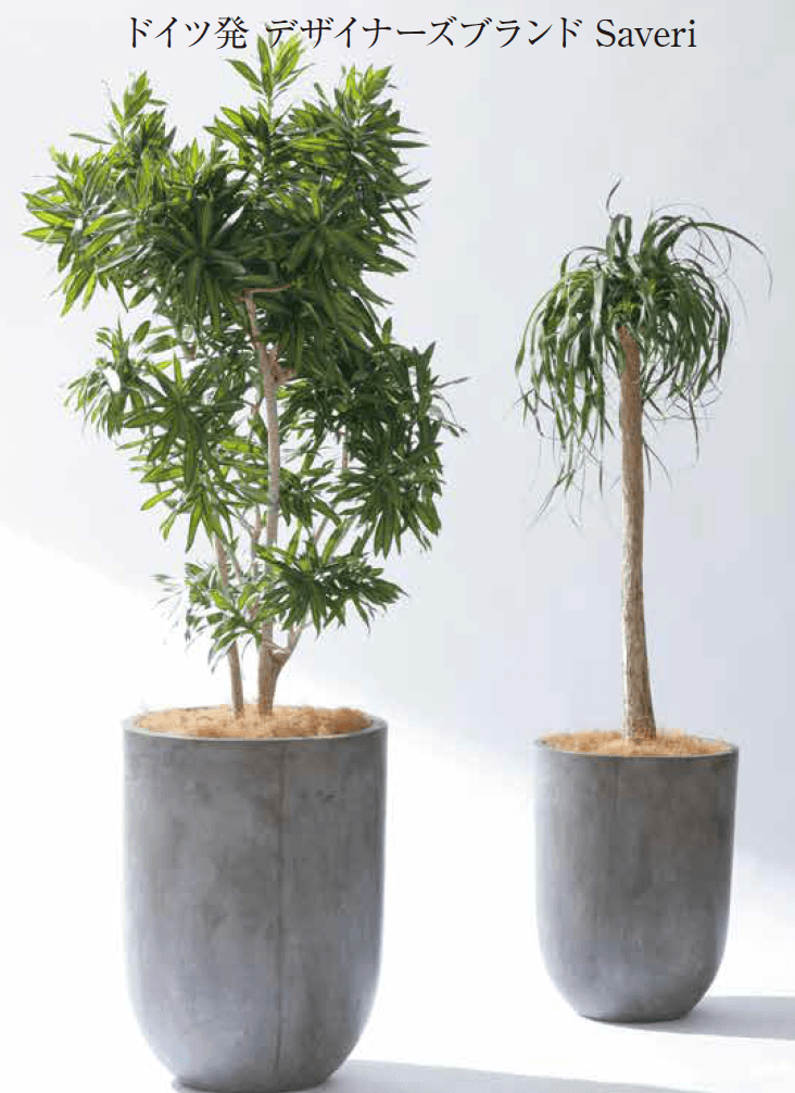 ゆとりの「サベリ【2023年版】」